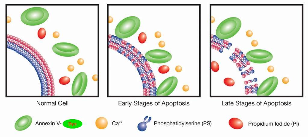 Apoptosis-1-1024x456.jpg